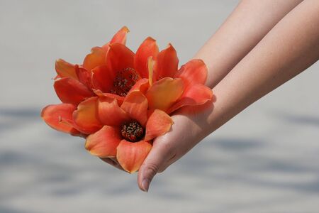 A handful of big orange flowers from a tree.  This is a in a semi tropical area.の写真素材