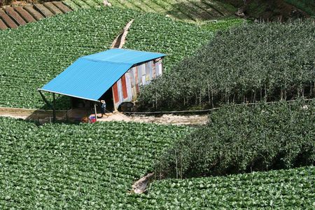 This is intensive farming in the developing world.  This farm has cabbage and a bean type crop.  This is horticultural style farming. の写真素材