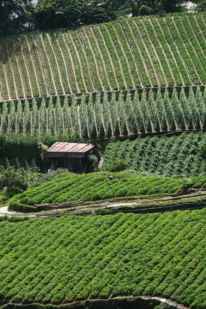This is intensive farming in the developing world.  This farm has various crops.  This is horticultural style farming. の写真素材
