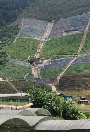 This is intensive farming in the developing world.  This farm is on a steep slope.  Some say this type of farming is harming the environment and leads to landslides etc.の写真素材