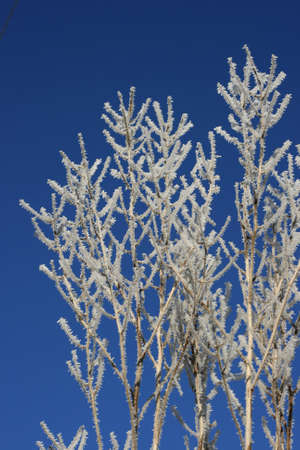 Plants covered by frost from freezing fog, against a blue winter's sky.  The picture shows the best of winter.の写真素材