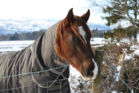 This horse is wrapped up to protect it from the cold.  It looks a little sad and coldの写真素材