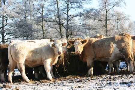 Cattle gather around a feeding station and eat hay.  It's a cold day and everything is covered in frost.の写真素材
