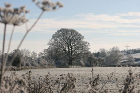 Wintry rural landscape with a blue sky.  The ice came from freezing fog.  の写真素材