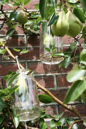 Pears are growing in bottles.  They are being prepare for a type of calvados or liqueur.の写真素材