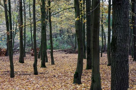 Forest floor in the fall. The floor is covered with yellow leaves. の写真素材