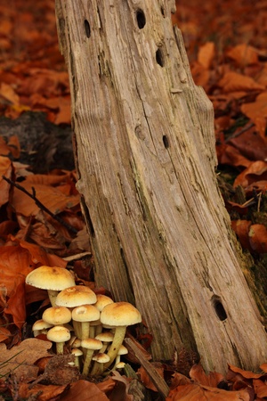 Toadstools by a piece of rotten wood.  In a forest. の写真素材