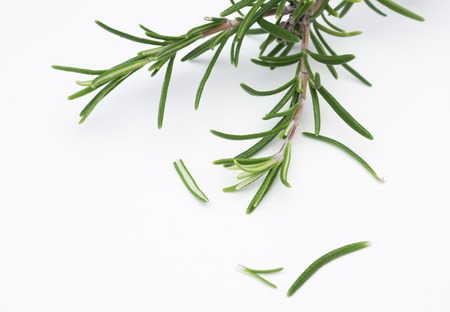rosmarin rosemary の写真素材