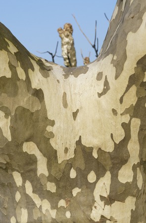 close up of a plane tree bark