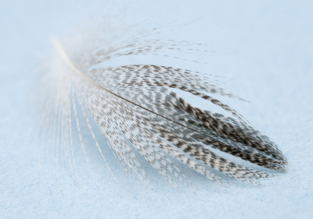 bird feather