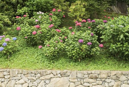 Hydrangea blossoms in a garden