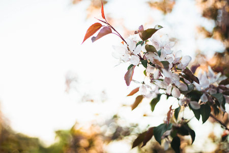 spring, branch, apple tree, flower, sun, leaves, pink, sunsetの写真素材