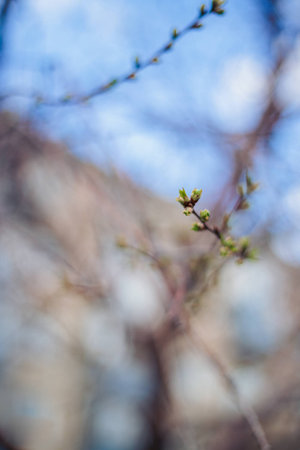 greenery, spring, green, greens, leaves, buds, spring