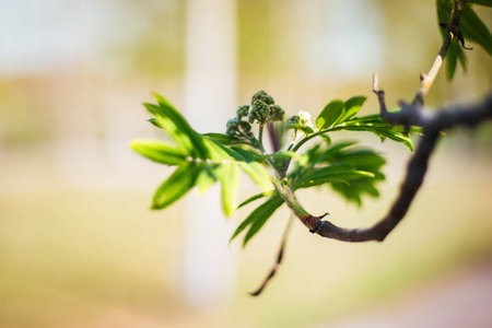 greenery, spring, green, greens, leaves, buds, springの写真素材