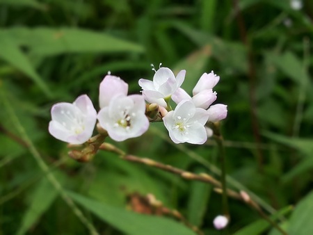 Flower of Vietnamese Corianderの写真素材