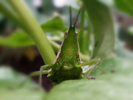 grasshopper on  leavesの写真素材