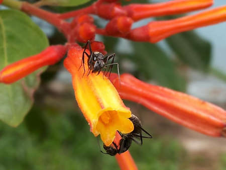 ants on orange flower