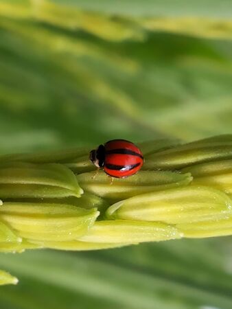 The Ladybugの写真素材