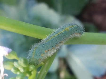 Carterpillar on branchesの写真素材