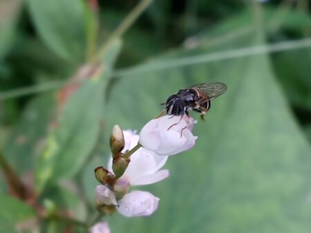 Insect on flowersの写真素材
