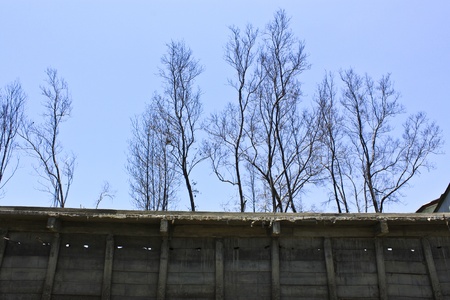 Dead tree with blue sky の写真素材