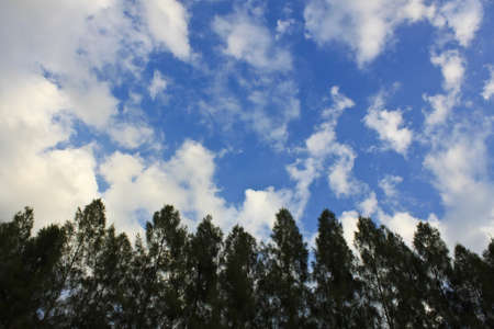 vertical pines with green branches on blue sky background の写真素材