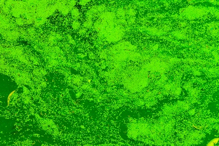 The surface is covered with green duckweed  