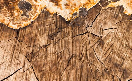 sawed wooden texture, close up with textureの写真素材