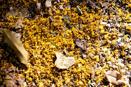 spring flowers on wooden backgroundの写真素材