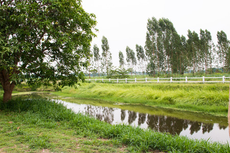Lake in the summer parkの写真素材