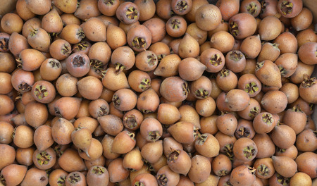 common medlars in box ready for market