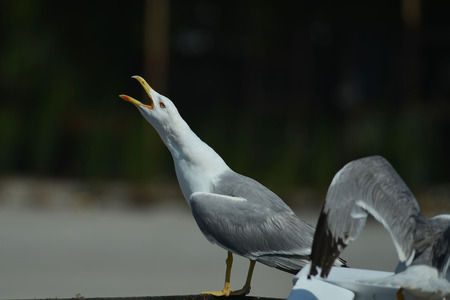 screaming of seagullの写真素材