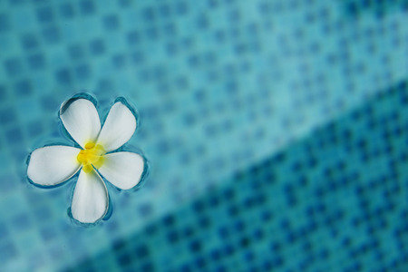 Frangipani flower in the swimming pool concept, background.の写真素材