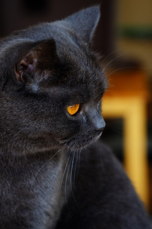 Black cat looking out the window in home, close up,の写真素材