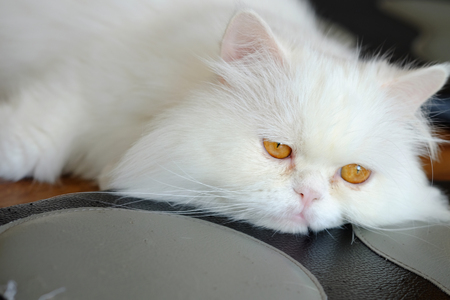 Peaceful white cat and brown eyes in home, close up.の写真素材