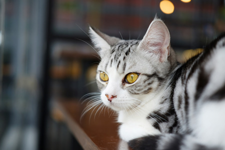 Close up of beautiful tabby cat looking out the window and brown eyes, selective focus.の写真素材