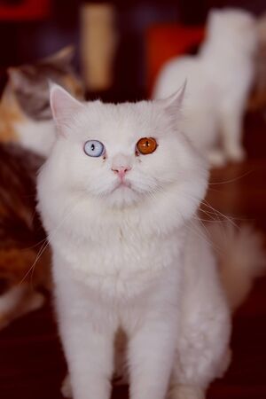 Close up of beautiful white cat looking with wonder in home,two color eyes and classic tone.