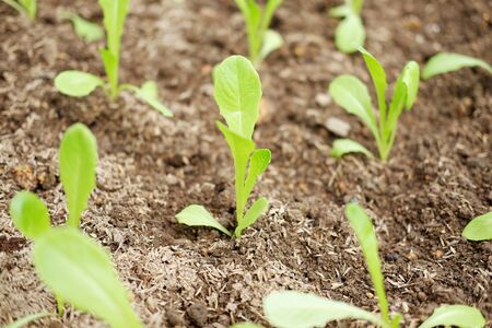 Flower bed of growing and planting Hydroponics lettuce sprout, agricultural farmland in garden, selective focus.の写真素材