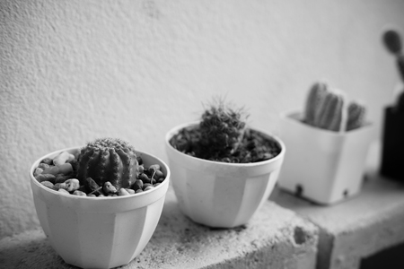 Close up of Cactus background concept, selective focus, black and white tone, vignette effect.の写真素材