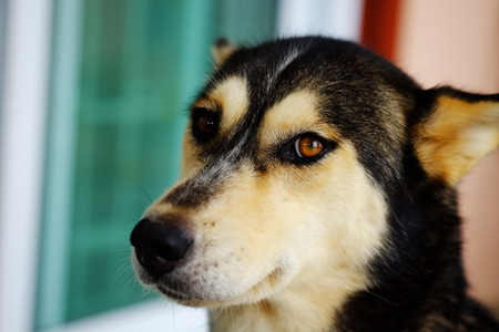 Close up of cute dog with sad dog.の写真素材
