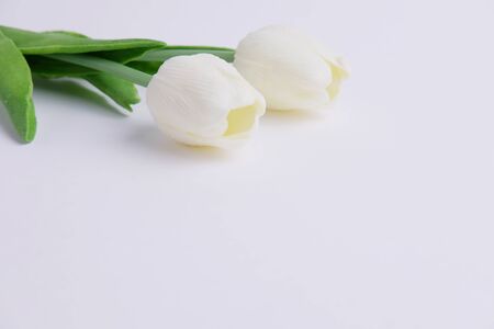 Close up of white tulips on gray  background, blank space and selective focus concept.の写真素材