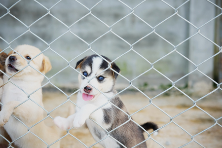 Close up of Newborn puppy dog, cute puppy is imprisoned concept and vignette effect.の写真素材