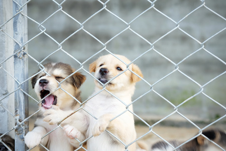 Close up of Newborn puppy dog, cute puppy is imprisoned concept and vignette effect.の写真素材