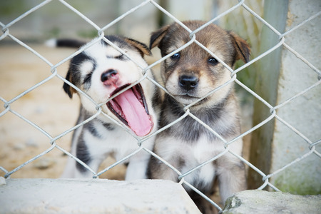 Close up of Newborn puppy dog, cute puppy is imprisoned concept and vignette effect.の写真素材