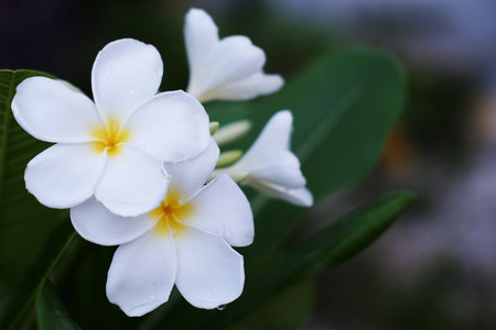 Close up of Plumeria fower (Frangipani) or Leelawadee flower Thailand is name, beautiful background.の写真素材