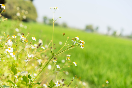 Close up of Grass flower background, nature background and selective focus.の写真素材