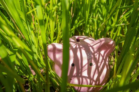 Pink piggy bank Hidden in the grass step up success your own saving way for retirement concept.の写真素材