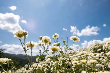 Field of chrysanthemums in the air, clear sky and sunbeam, natural concepts.の写真素材