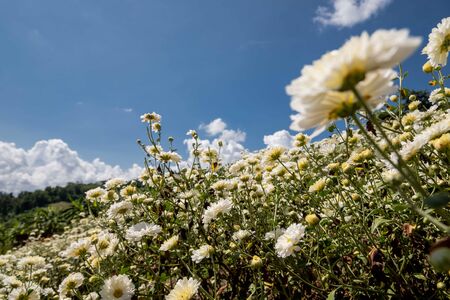 Field of chrysanthemums in the air, clear sky and sunbeam, natural concepts.