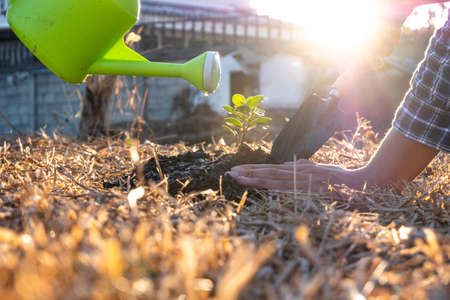 Young men join hands together to plant trees on fertile ground. The concept of protecting nature.